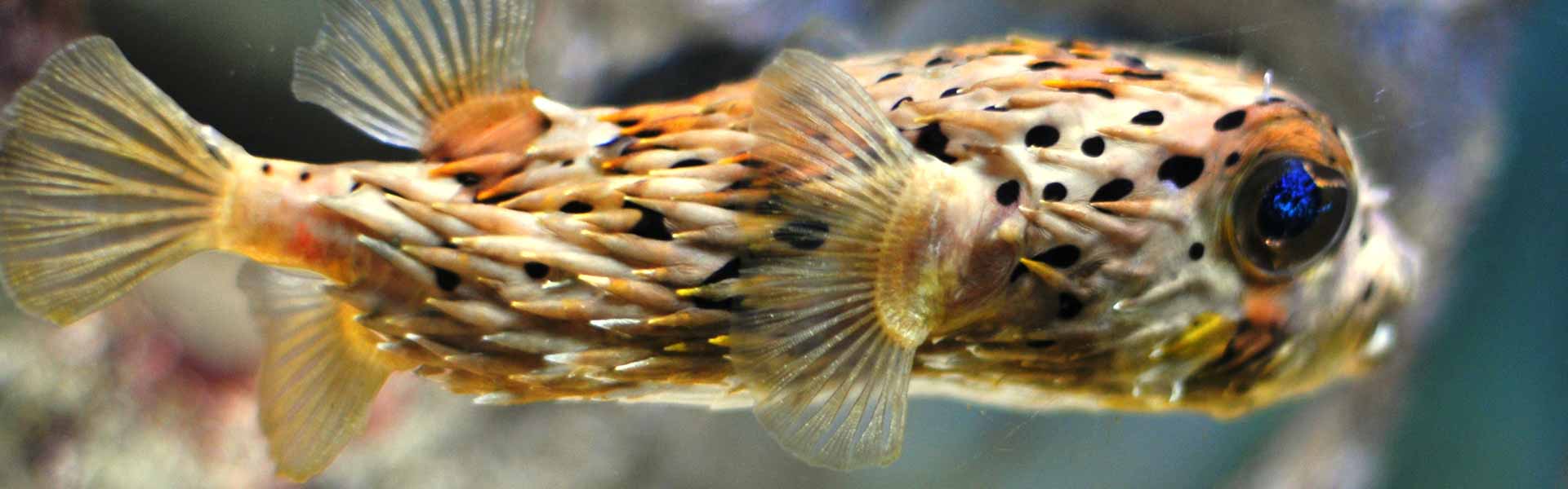 The Puffed-Up Pufferfish